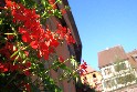 Alsace
